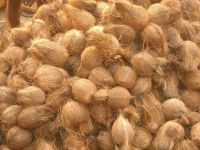 Semi Husked coconut, coconut Fiber, Coir & other allied Products 