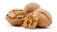 Chilean Walnut