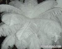 ostrich feathers