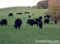 Angus Cattle