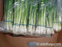 Green Onion