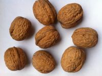 Walnut Kernels | Dried Fruits | Walnut Suppliers | Walnut Exporters | Walnut Manufacturers | Cheap Walnut | Wholesale Walnut | Discounted Walnut | Bulk Walnut | Walnut Buyer | Import Walnut | 