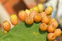 Prickly pear seeds oil,