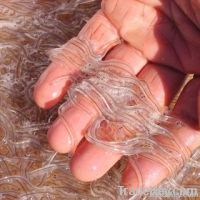 Live Glass Eels