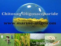 https://ar.tradekey.com/product_view/Agriculture-Grade-Chitosan-Oligosaccharide-4840880.html