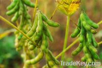 Soya Bean | Soybeans
