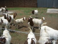 South African Boer Goat