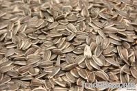 Sunflower Seed | Pumpkin Seeds | Plant Kernels | Flower Kernel