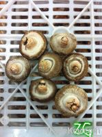 fresh mushroom from China