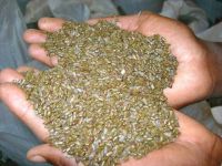 Cassia Tora Seeds