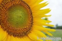 Export Refined Sunflower Oil | Pure Sunflower Oil Suppliers | Crude Sunflower Oil Exporters | Edible Oil Supplier | Plant Oil Supplier | Refined Sunflower Oil Traders | Raw Sunflower Oil Buyers | Pure Sunflower Oil Wholesalers | Low Price Sunflower Oil | 