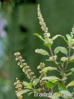 organic Tulsi Ocimum tenuiflorum (Dry)