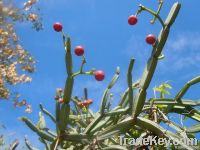 Organic Cissus Quadrangularis (dry)