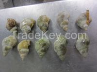 Canadian Jade Shell Whelk