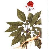 Herb Extract