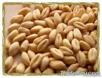 Golden Wheat Grain