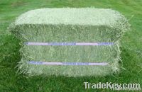 https://fr.tradekey.com/product_view/Alfalfa-Hay-In-Bales-And-Pellets-4857537.html