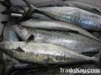 Frozen mackerel fillets-atlantic mackerel fish, scomber scombrus