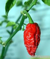 Bhut Jolokia, Trinidad Moruga Scorpion, Scotch Bonnet