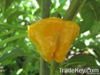 https://www.tradekey.com/product_view/Bhut-Jolokia-Trinidad-Moruga-Scorpion-Scotch-Bonnet-4878115.html
