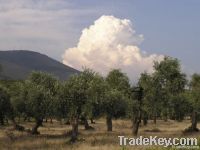 EXTRA VIRGIN OLIVE OIL LIMENARIA THASSOS