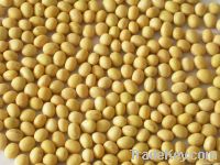 soybeans