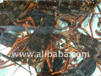 Live Southern Rock Lobster (Jasus Edwardsii)