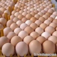 Brown Chicken Eggs, White Chicken Eggs, Quail eggs