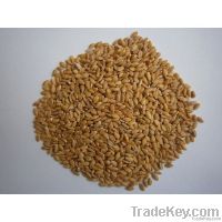 Einkorn organic Spelt - Triticum Monococcum