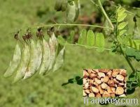 Astragalus Root Extract