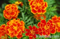 Marigold extract & Lutein