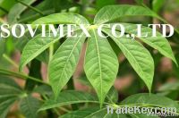 https://ar.tradekey.com/product_view/Cassava-Leaf-5019755.html