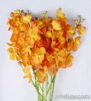 Fresh cut orchids flower wholesale, Mokara new orange