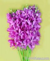 Fresh cut orchids flower wholesale, Mokara calipso