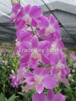 Green Dendrobium Orchids,pink Dendrobium Orchid