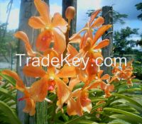 Orchids Flower For Sale