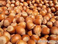 HAZELNUTS