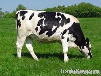 HOLSTEIN COWS