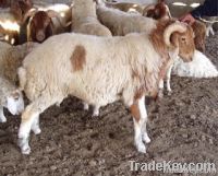 AWASSI SHEEP