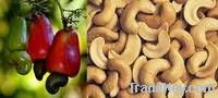 Black and White Kidney Beans, Red Beans, Millet, Sorgum