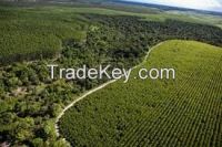 TEAK , MAHOGANY, GUANANDI LOGS WOODS (20 YEARS OLD)READY TO LOADING AT THE PORT