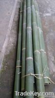 giant big bamboo
