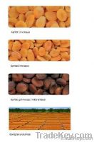 Dried Apricot from Malatya/TURKEY