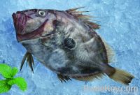 Frozen Fish John Dory Fillet