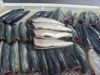 Frozen Mackerel Fish(SCOMBER JAPONICUS)