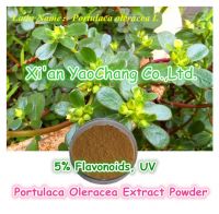 Portulaca Oleracea Extract Powder-5% Flavonoids