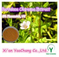 Portulaca Oleracea Extract Powder, 5% Flavonoids-Halal, GMO FREE, Free Sample
