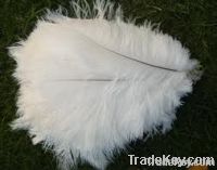 ostrich feather