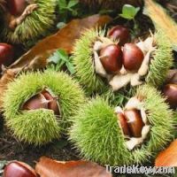 Organic Sweet Fresh Chestnut--the best Chinese Chestnuts Species