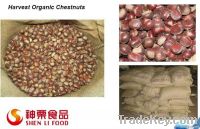 Fresh Chinese Chestnuts Selling--the best Chinese chestnuts